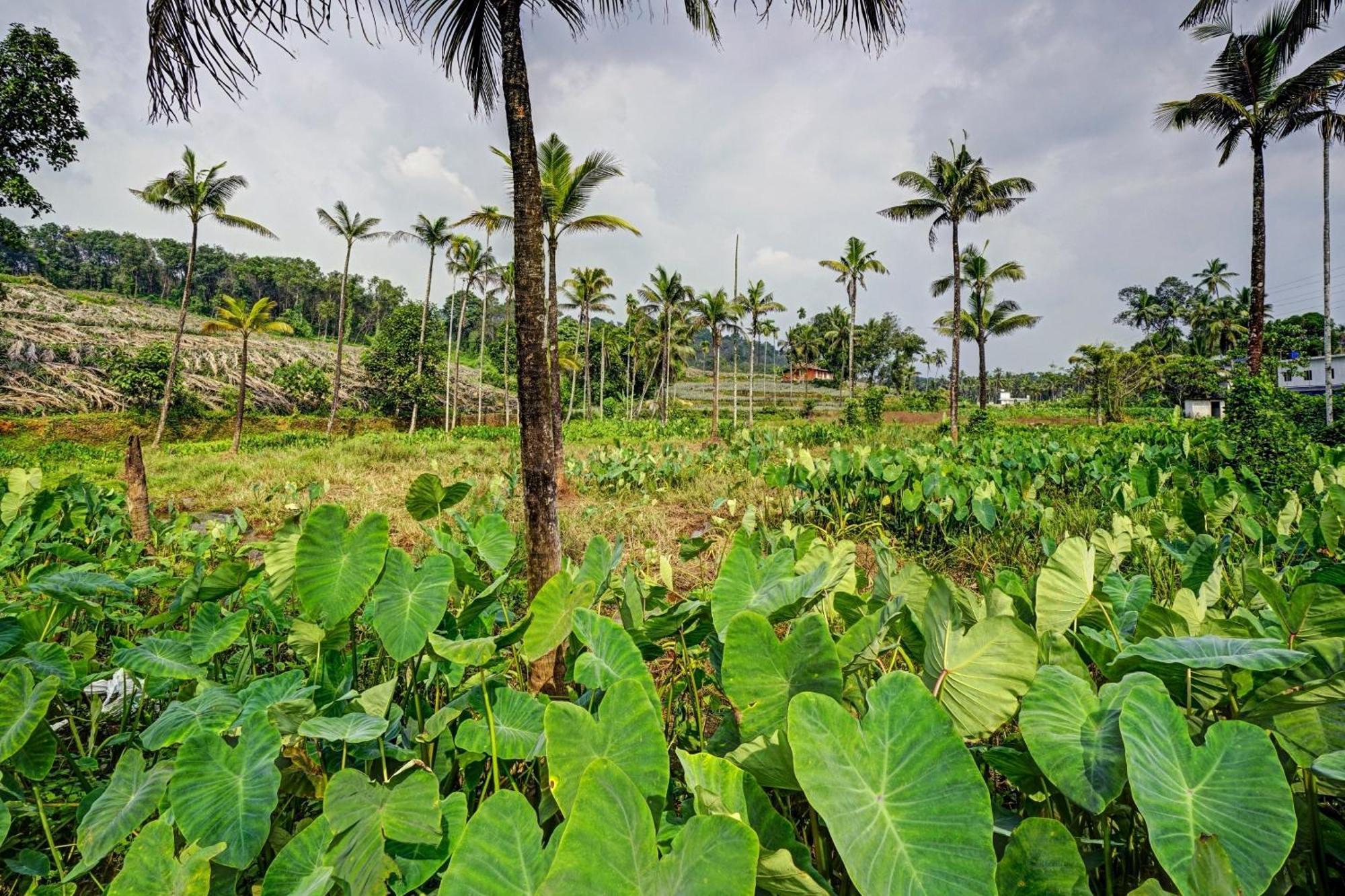 Spot On Shalom Palace Residency Neriyamangalam 외부 사진